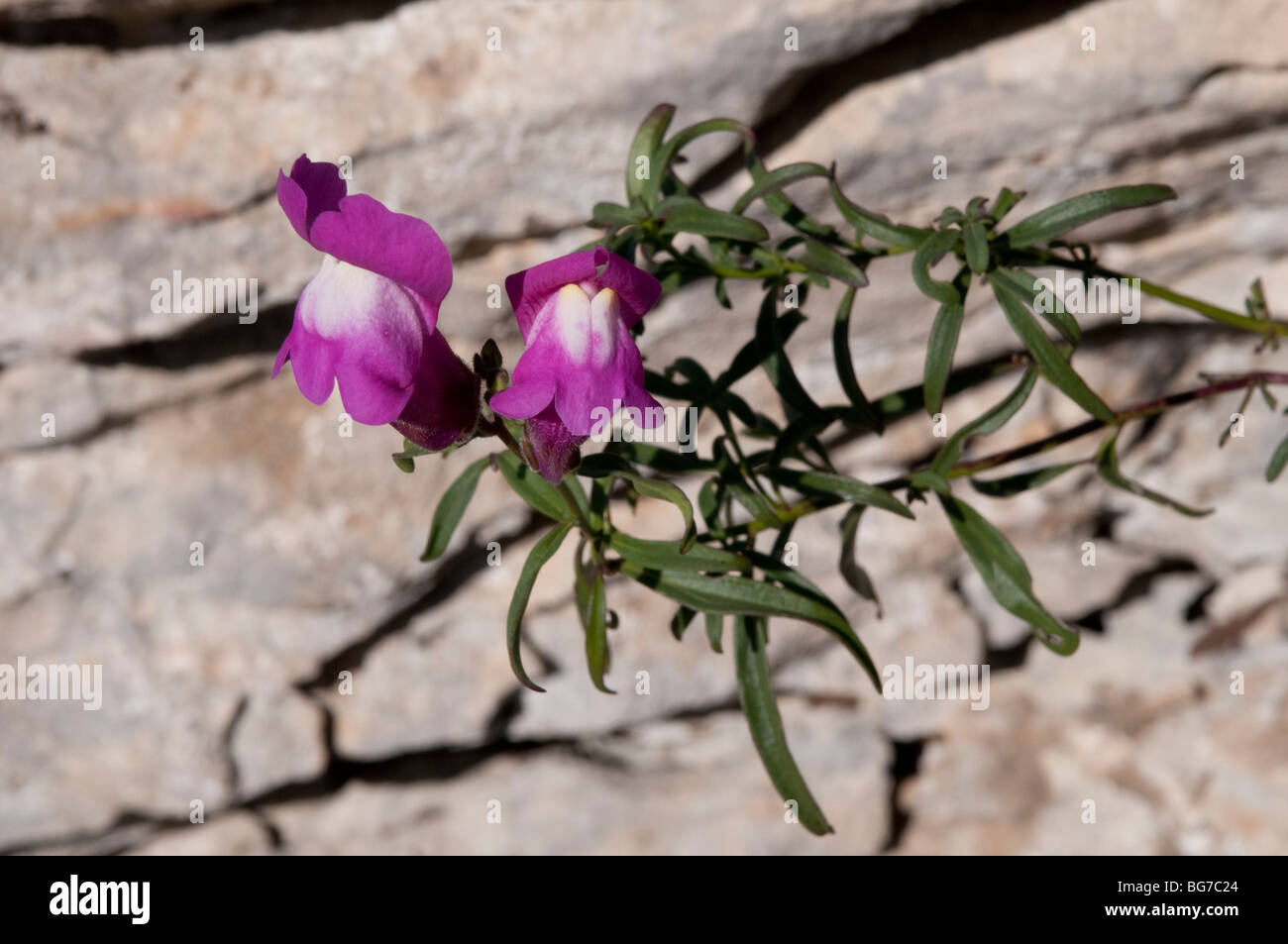 Wild flower, Herault, Southern France Stock Photo