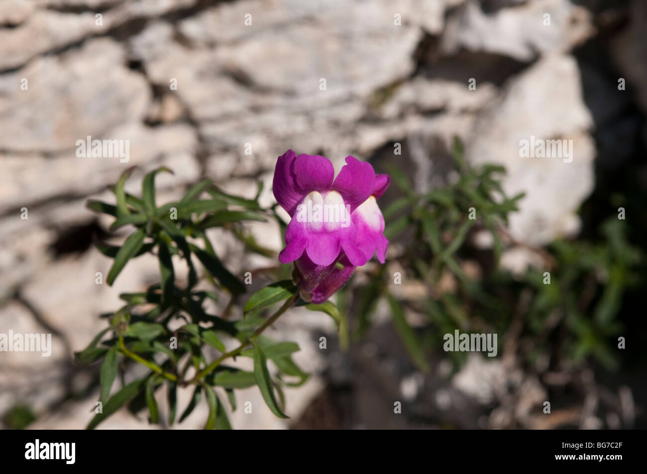 Wild flower, Herault, Southern France Stock Photo