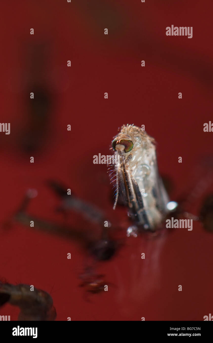 Birth of a female Culex pipiens mosquito emerging from the pupa to float in water prior to start flying off, abundant larvae and pupae still left in water Stock Photo