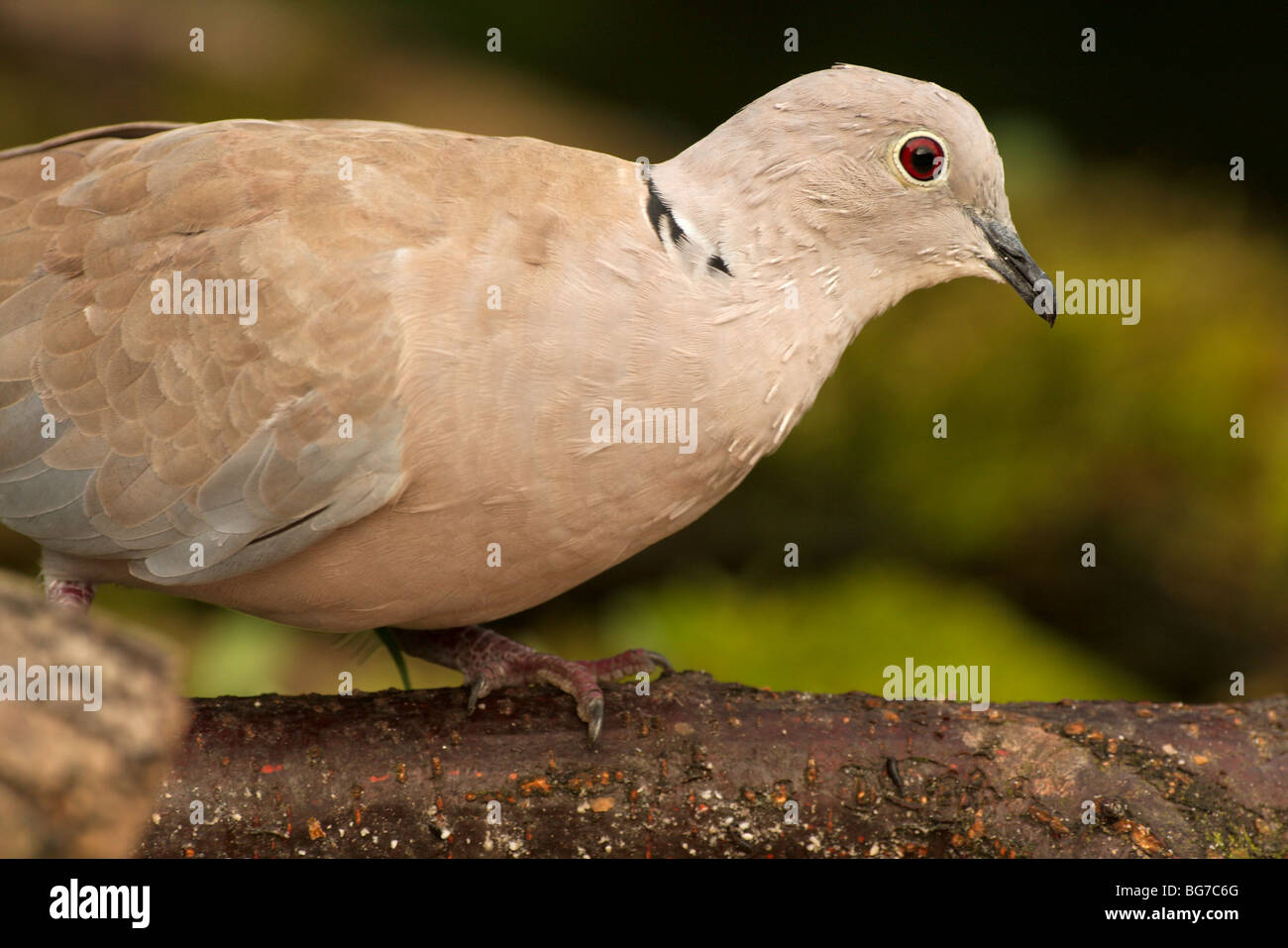 A close up shot of a collared dove feeding on the woodland floor Stock