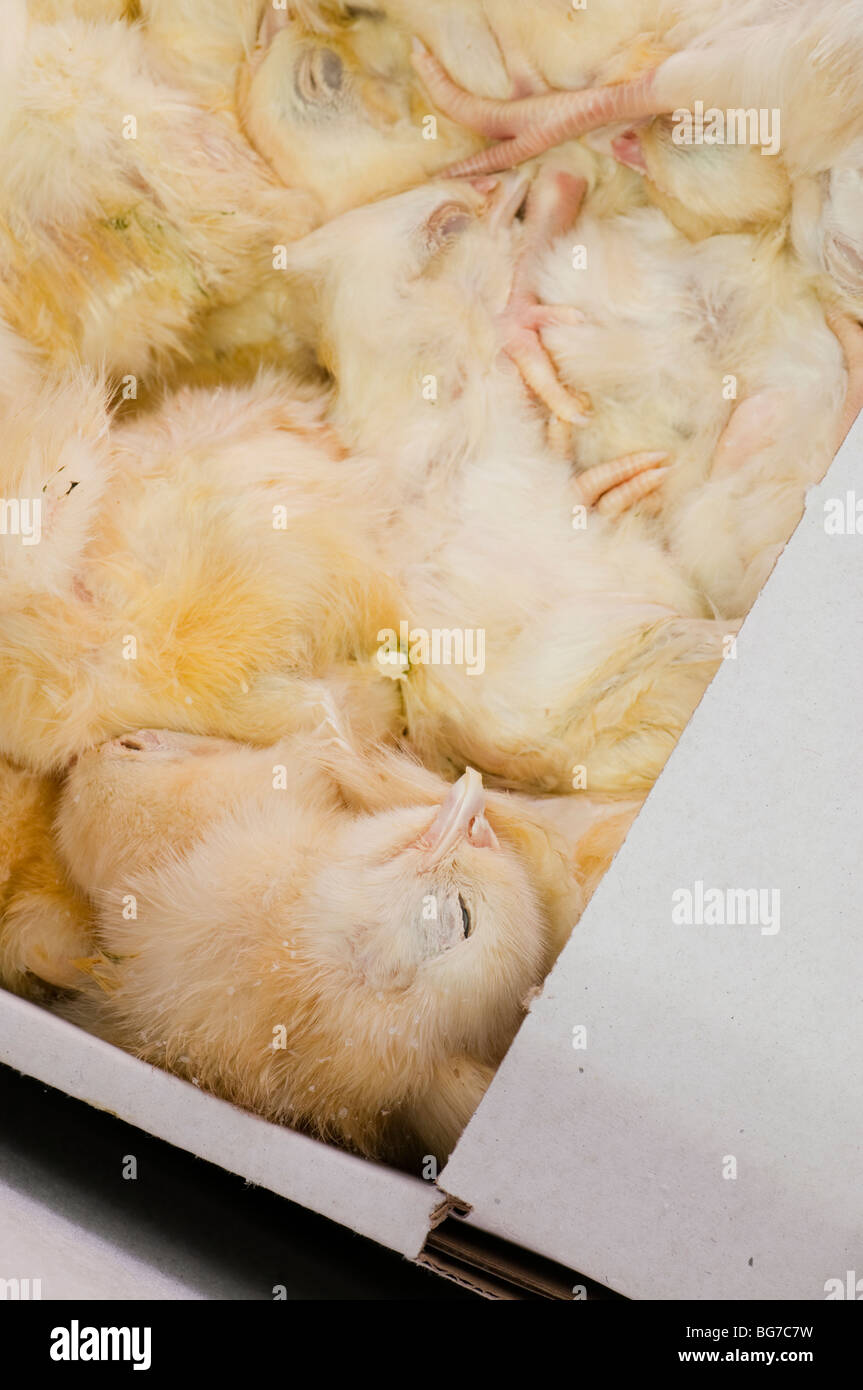 Frozen chicken (Gallus gallus domesticus) chicks in tray on industrial freezer Stock Photo