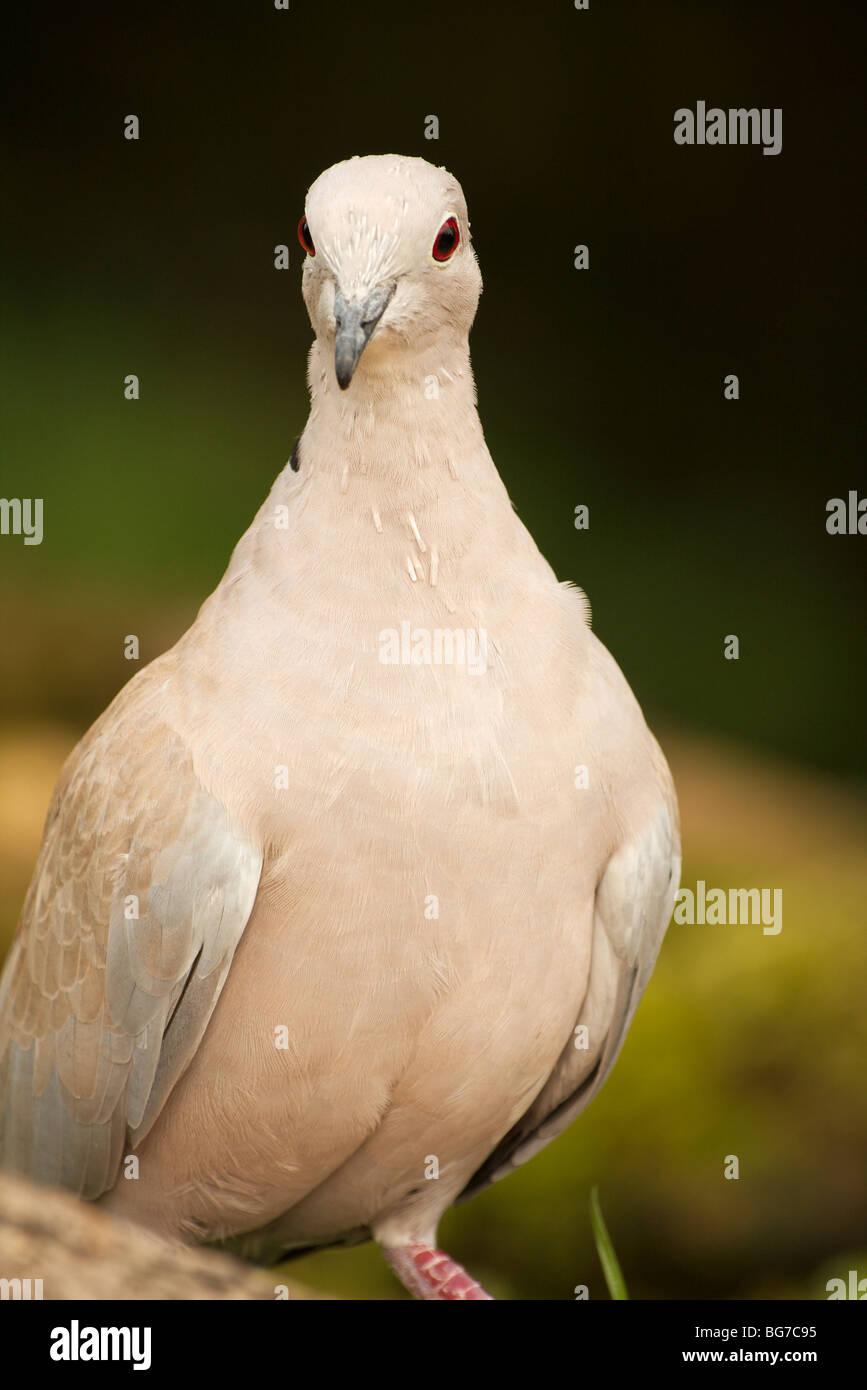 A close up shot of a collared dove feeding on the woodland floor Stock