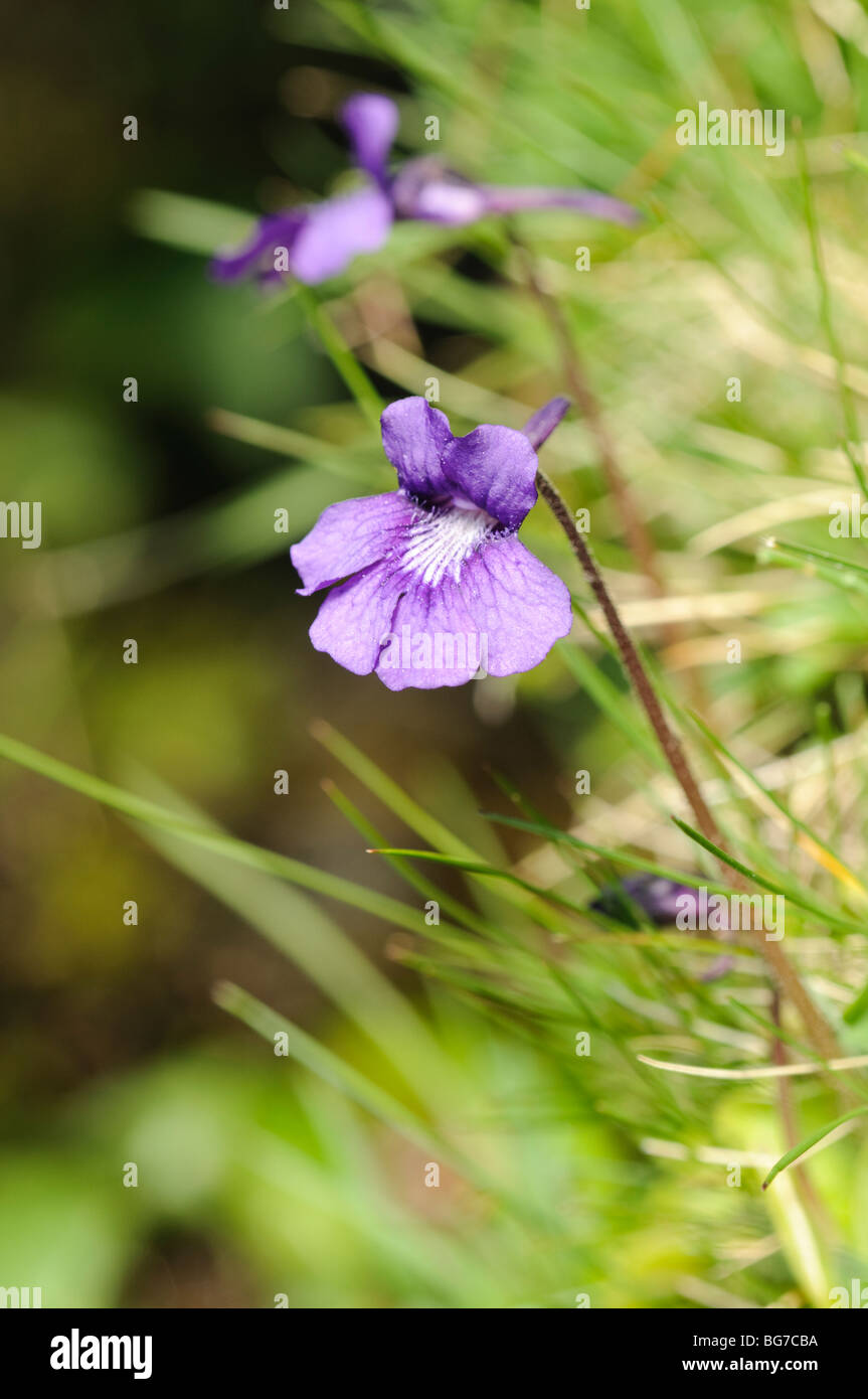 wild mountain flower, Meranges, Pyrenees of Spain Stock Photo