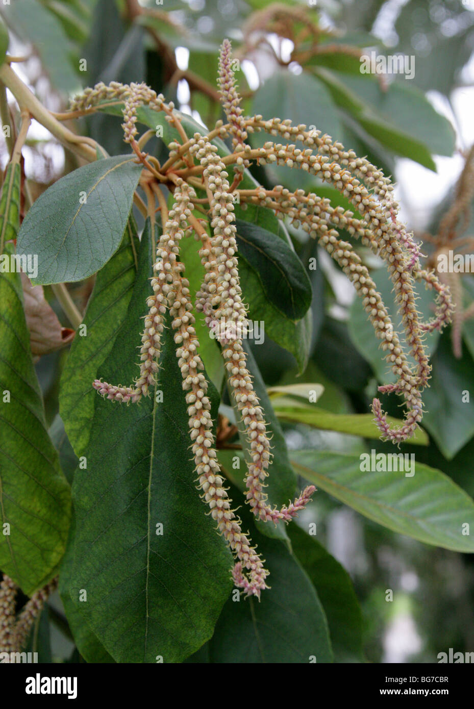 Clethra mexicana, Clethraceae, Southern Mexico, Central America Stock Photo