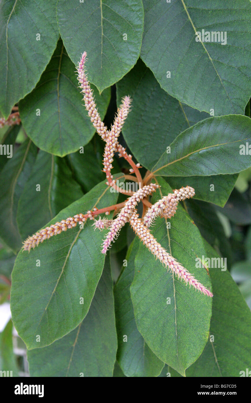 Clethra mexicana, Clethraceae, Southern Mexico, Central America Stock Photo