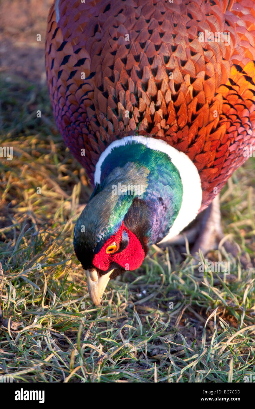 Male Pheasant feeding, England, UK Stock Photo
