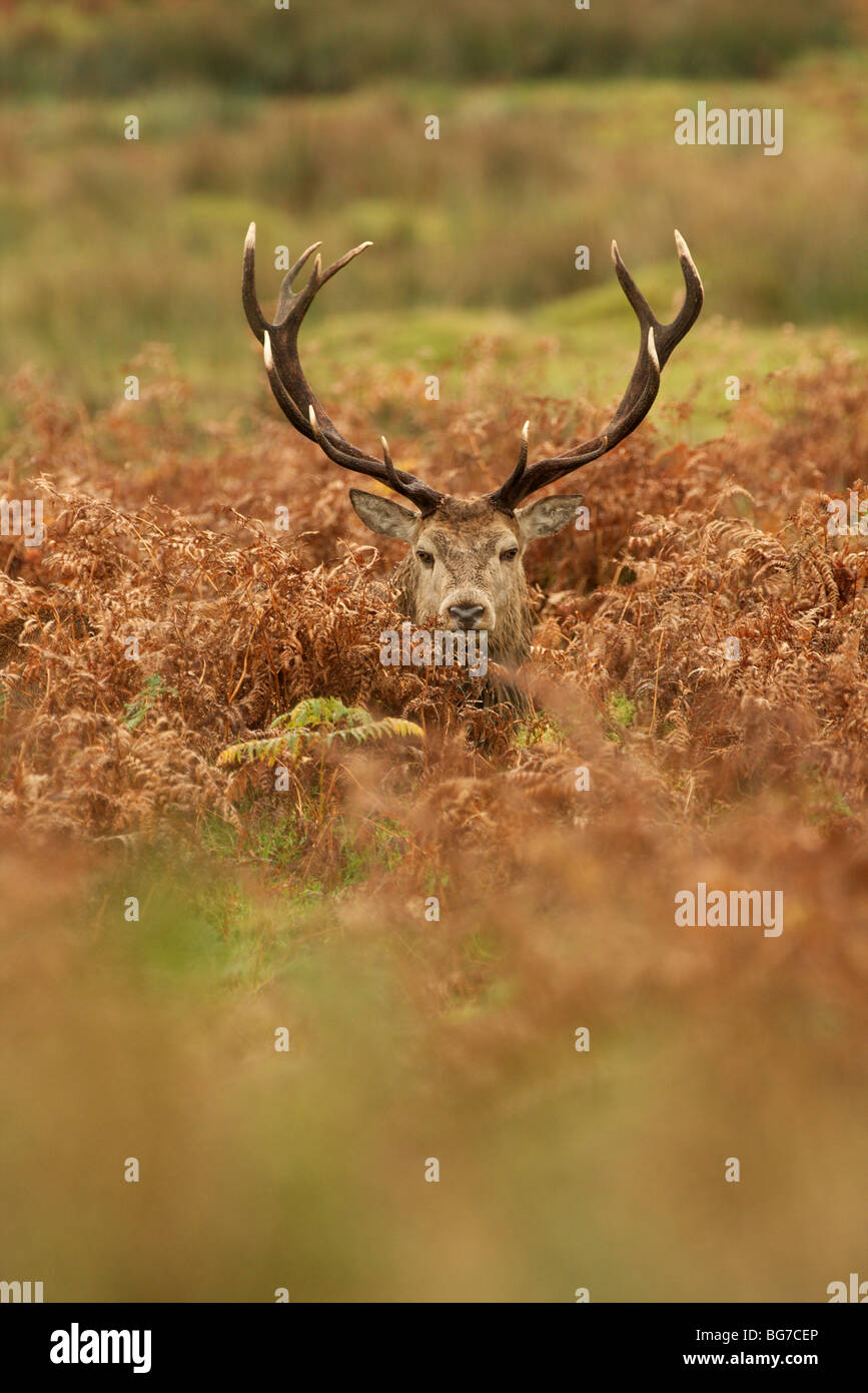 A red deer stag among the bracken in bradgate park . Stock Photo