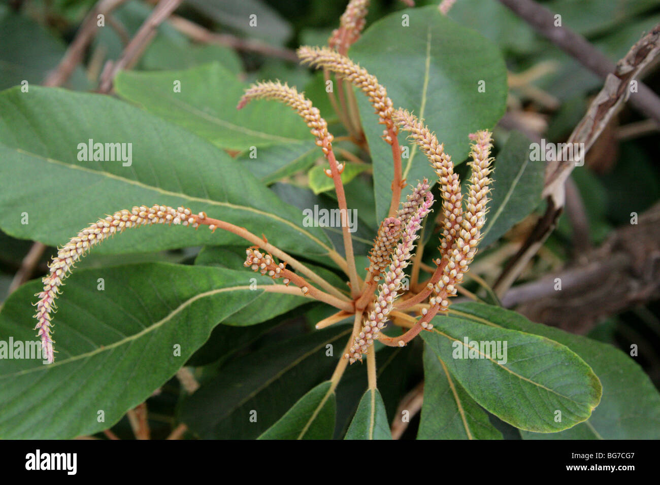 Clethra mexicana, Clethraceae, Southern Mexico, Central America Stock Photo