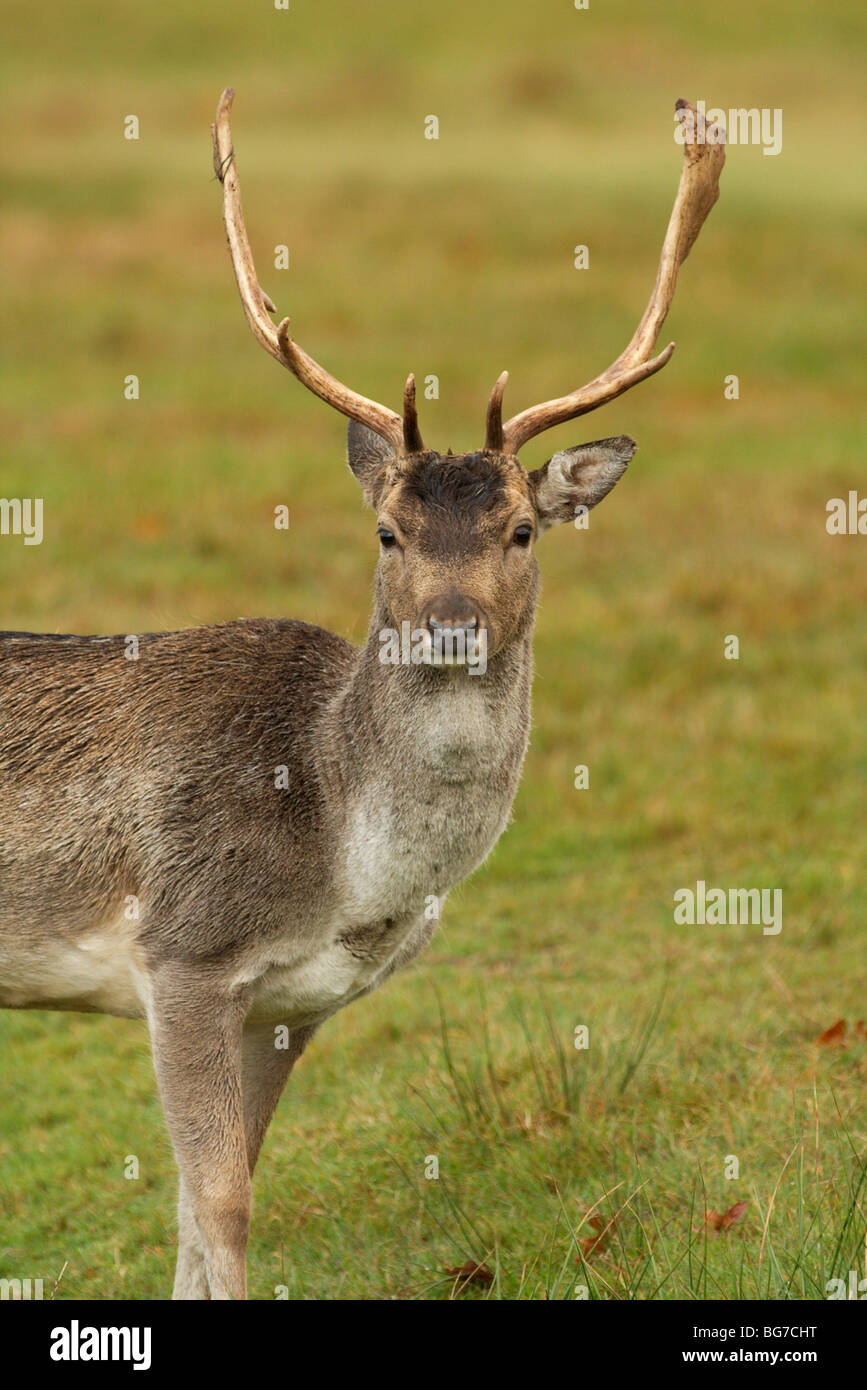 Mites Elk - a dangerous deer parasite Mites Elk - a dangerous deer parasite