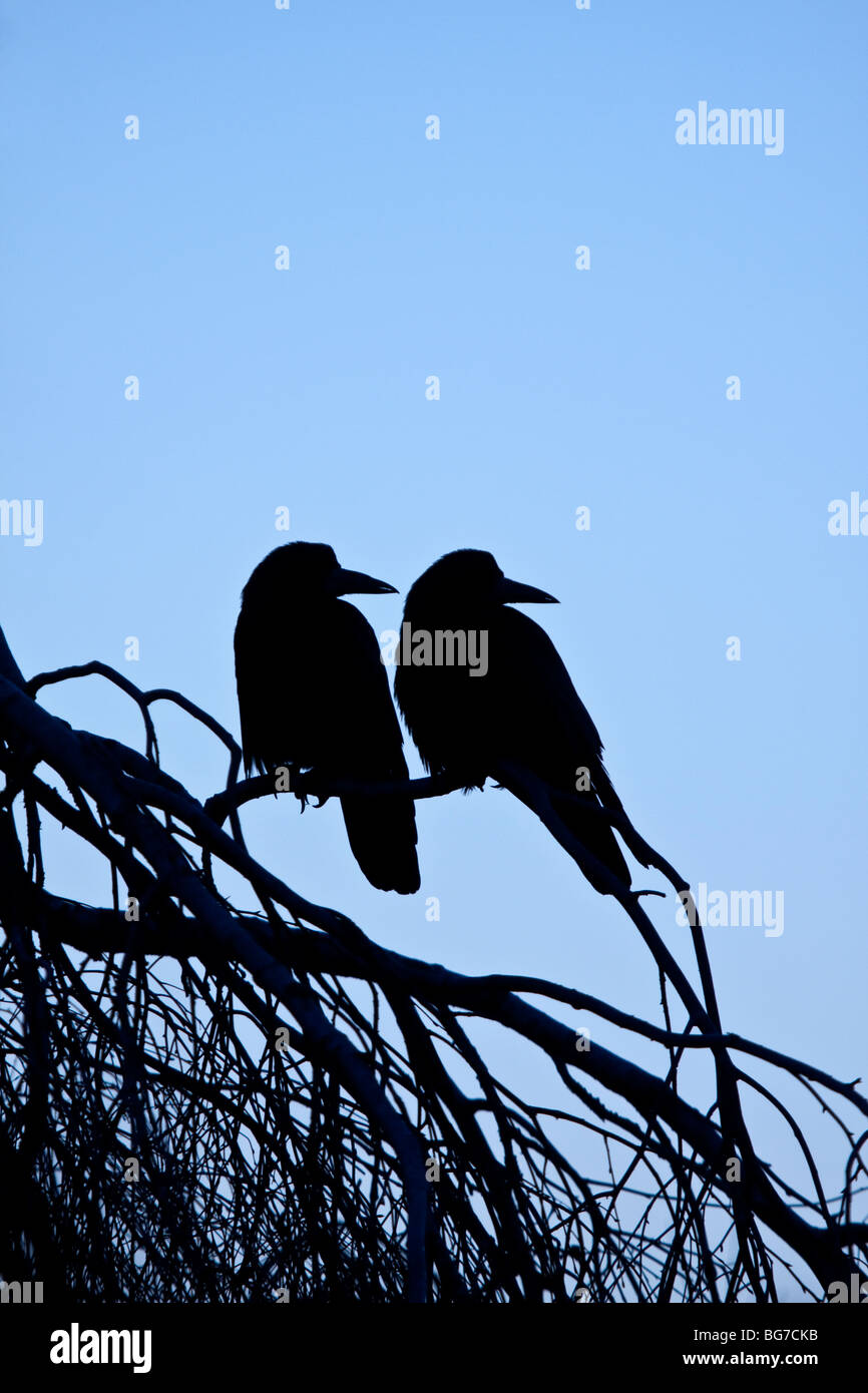 Two Rooks perched in tree at dusk, England, UK Stock Photo