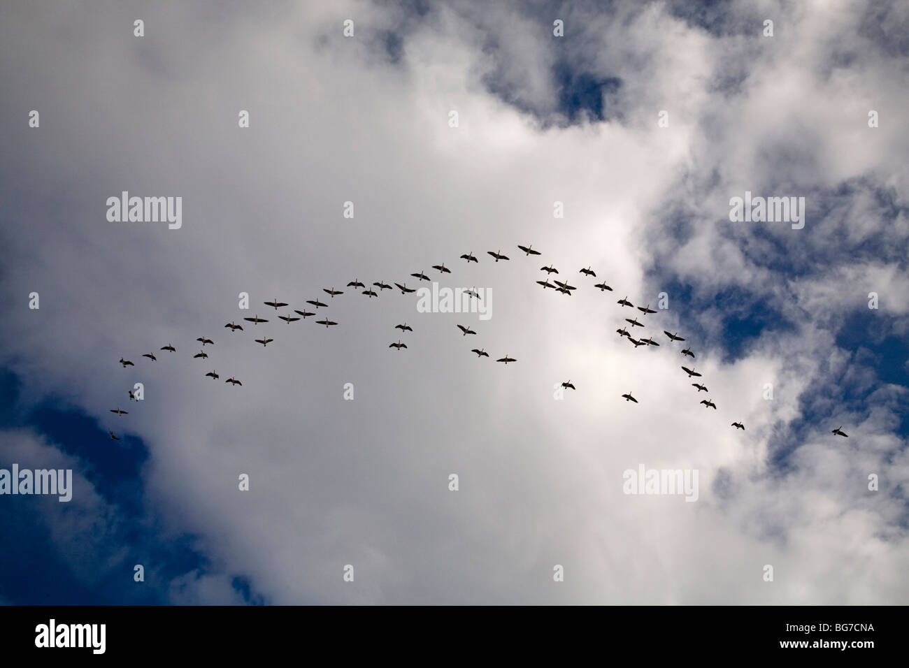 A flight of Canada geese fly south along the Pacific Flyway beneath a cold blue early winter sky Stock Photo