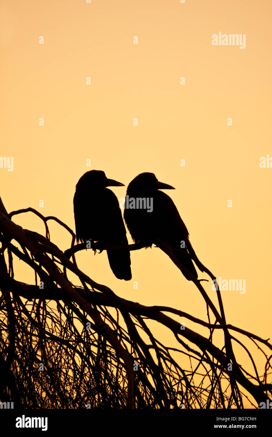 Two Rooks perched in tree at sunset, England, UK Stock Photo