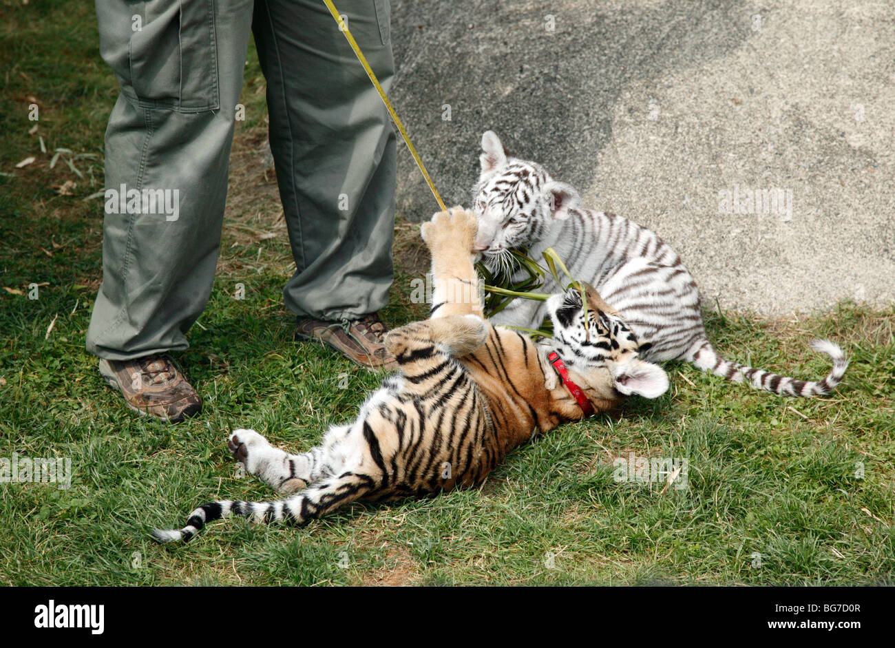 Two young Bengal Tiger Cubs play-fighting at Cougar Mountain Zoo Stock Photo