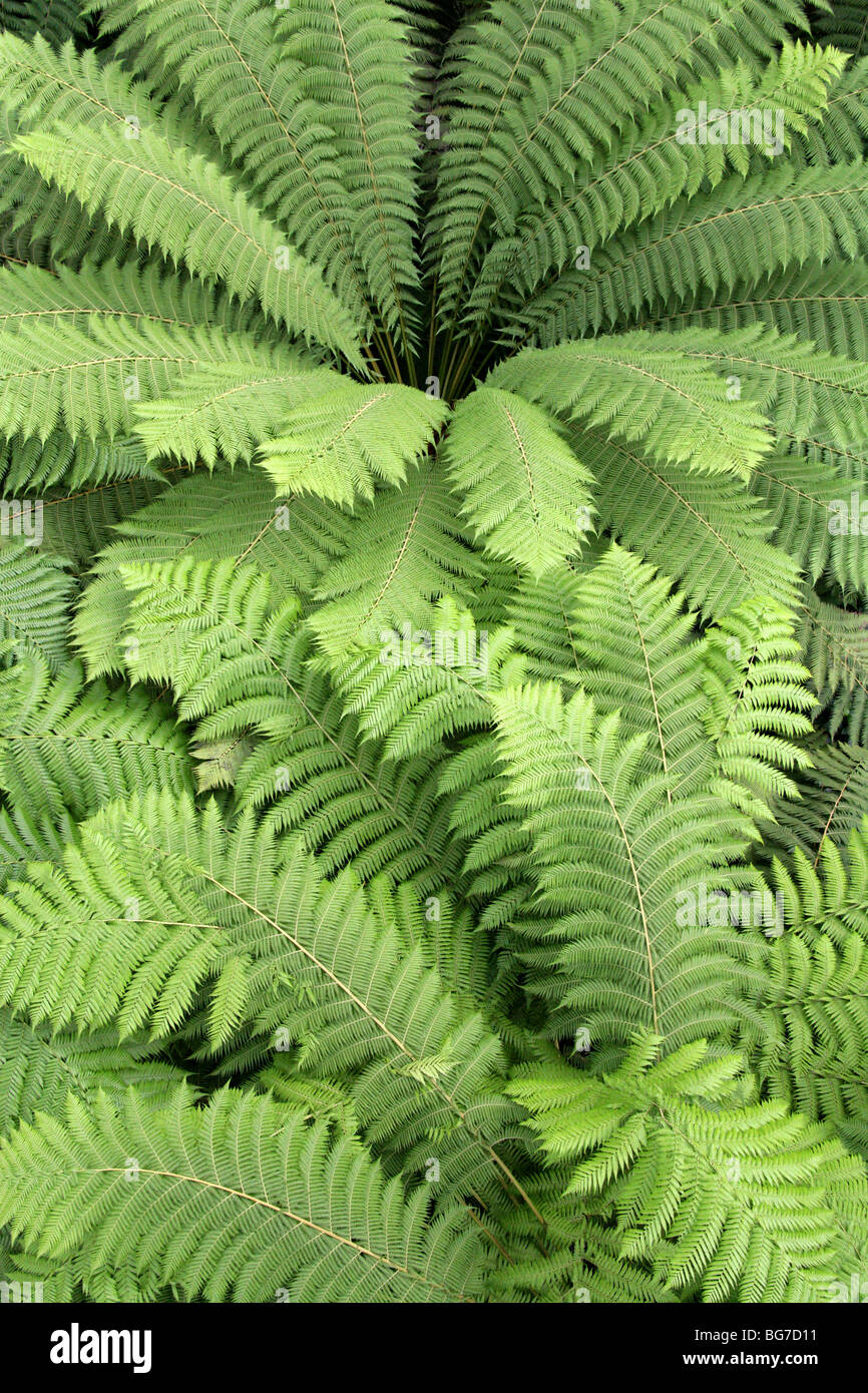 Soft Tree Fern, Man Fern or Tasmanian Tree Fern, Dicksonia antarctica, Dicksoniaceae, Queensland, South Australia Stock Photo