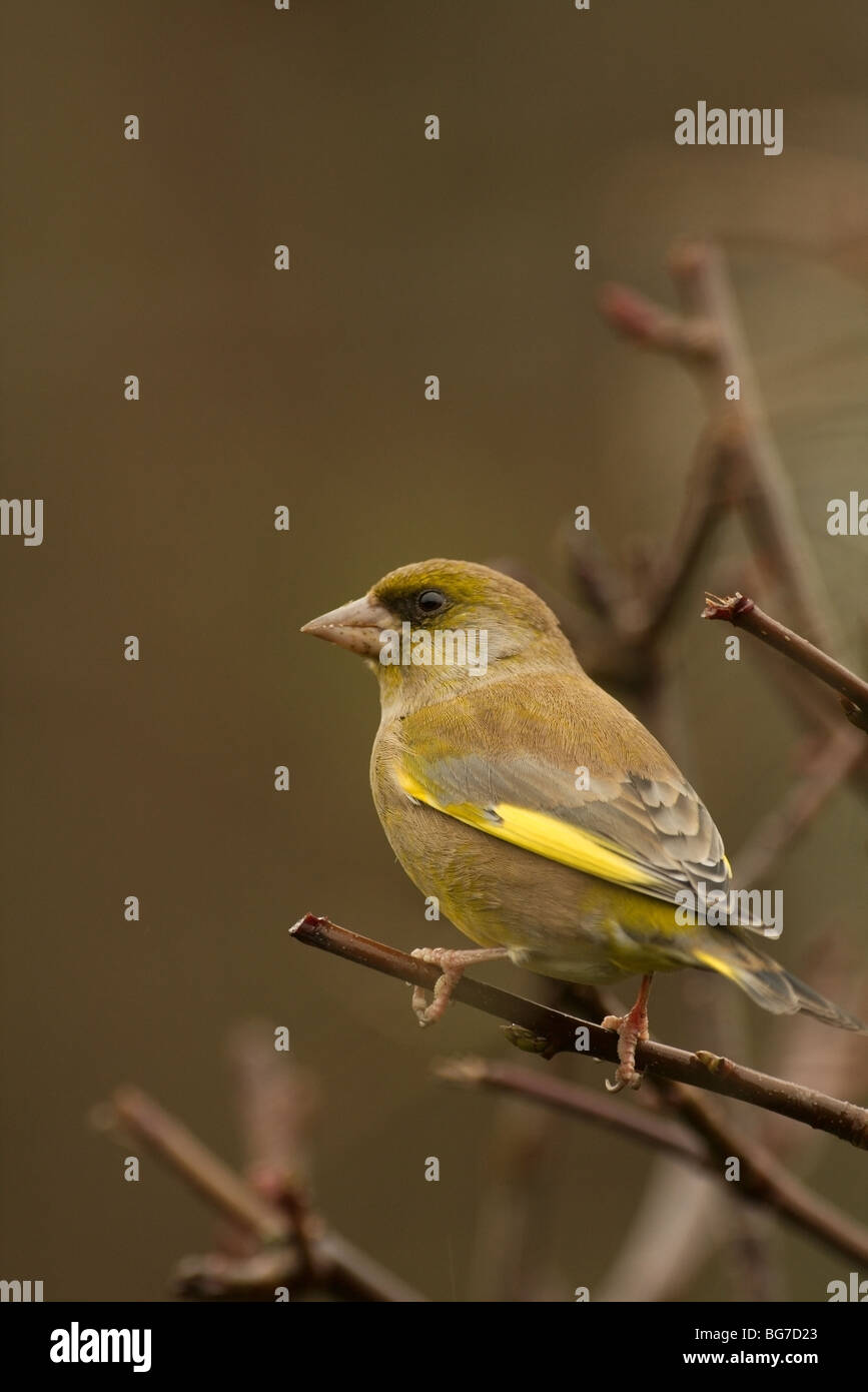 A greenfinch perched on a recently cut hedge. Stock Photo