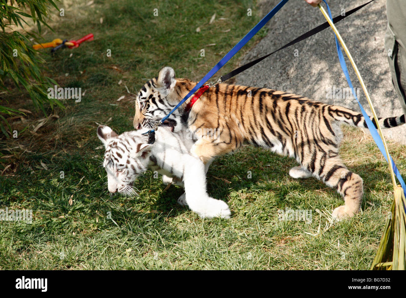 Two young Bengal Tiger Cubs play-fighting at Cougar Mountain Zoo Stock Photo