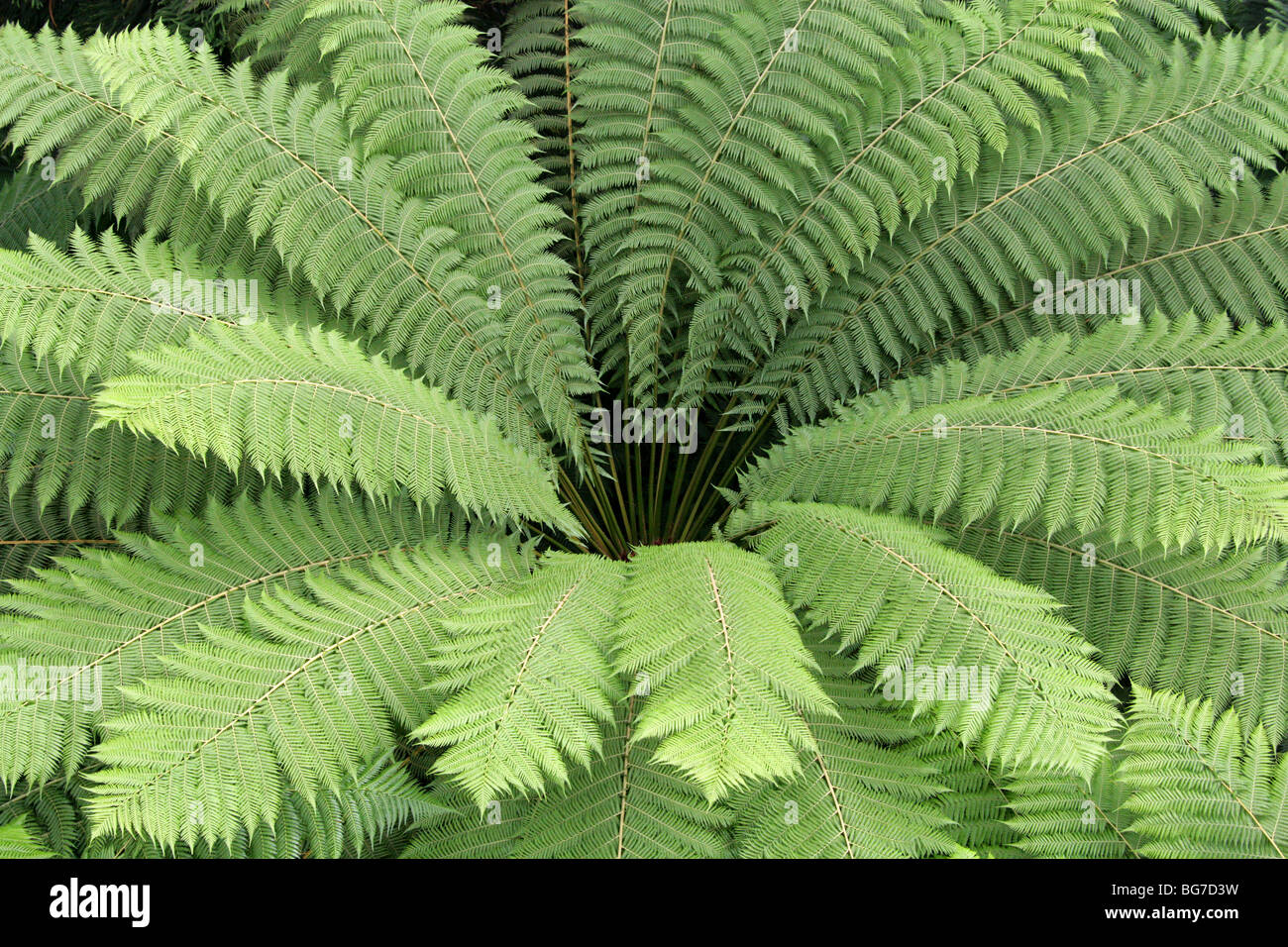 Soft Tree Fern, Man Fern or Tasmanian Tree Fern, Dicksonia antarctica, Dicksoniaceae, Queensland, South Australia Stock Photo