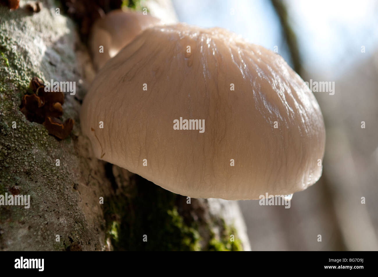 Wild mushroom growing on a tree, Cevennes, France Stock Photo