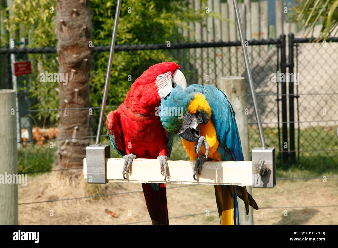Blue and Gold Macaw and a Green Winged Macaw playing together on a perch. Stock Photo