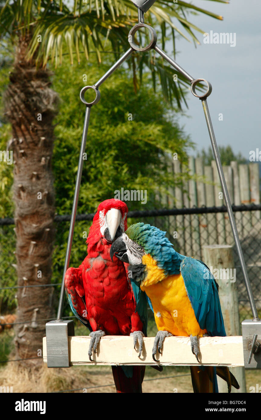 Blue and Gold Macaw and a Green Winged Macaw playing together on a perch. Stock Photo