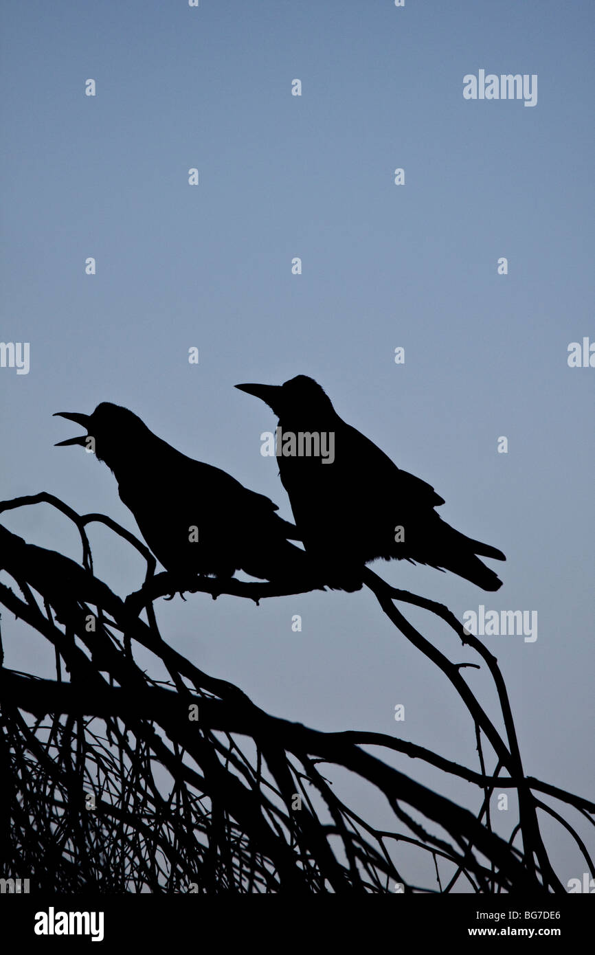 Two Rooks perched in a tree at dusk, England UK Stock Photo