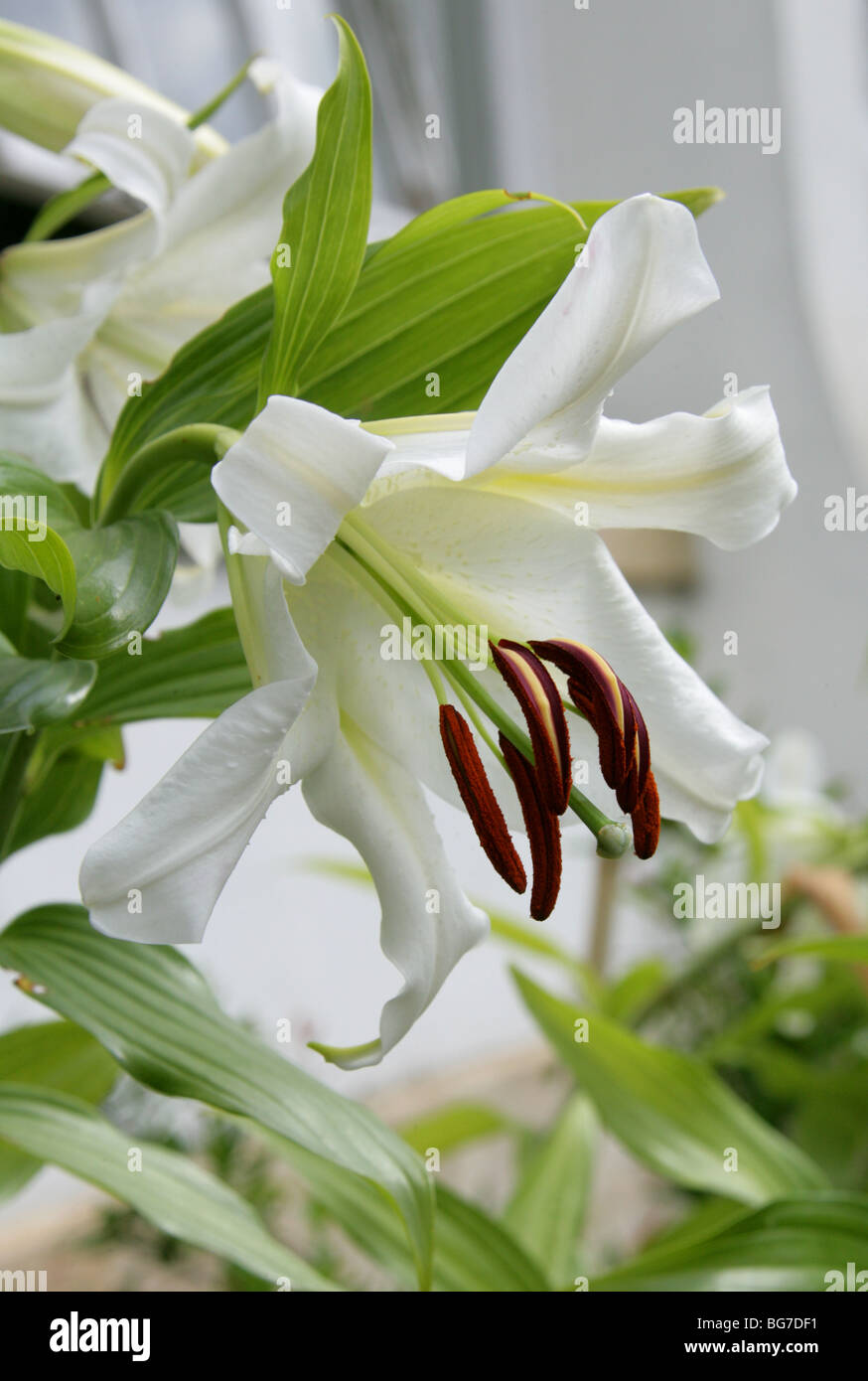 Golden Rayed Lily of Japan, Goldband Lily, Lilium or Species Lily, Lilium auratum, Liliaceae, Japan, Asia Stock Photo
