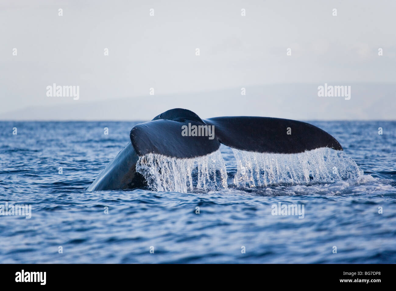 Humpback whale tail hi-res stock photography and images - Alamy