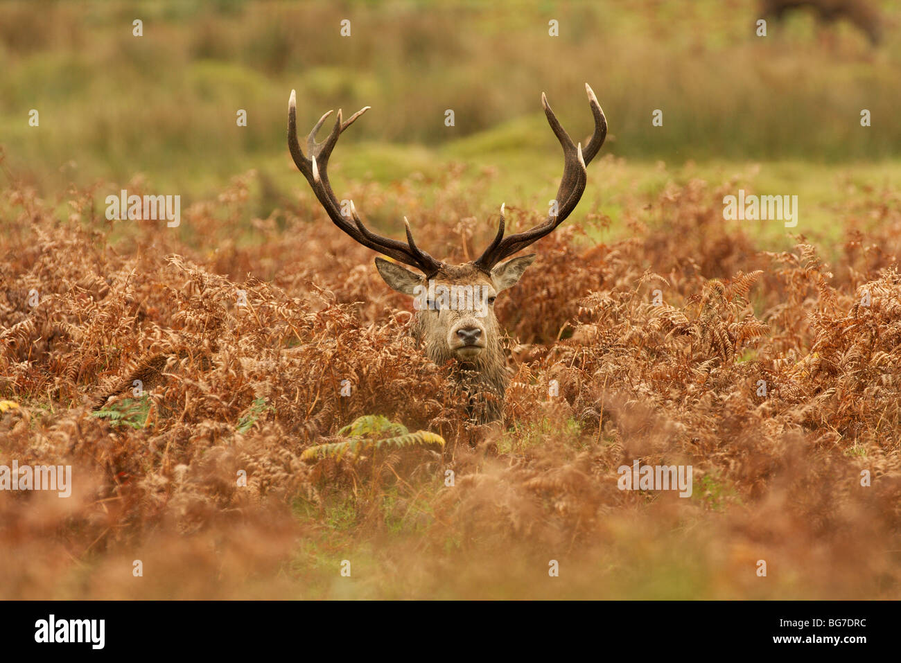 A red deer stag among the bracken in bradgate park . Stock Photo