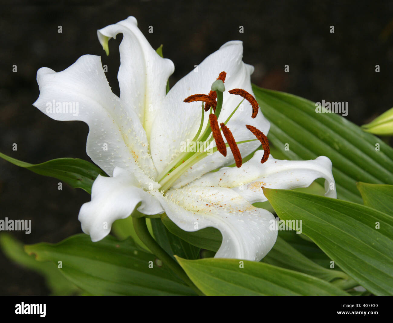 Golden Rayed Lily of Japan, Goldband Lily, Lilium or Species Lily, Lilium auratum, Liliaceae, Japan, Asia Stock Photo