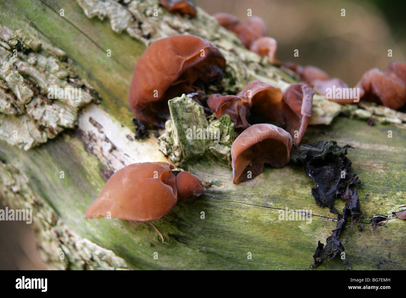 Jew's Ear Fungus, Hirneola auricula-judae (Auricularia auricula-judae), Auriculariaceae Growing on Dead Elder Tree Stock Photo