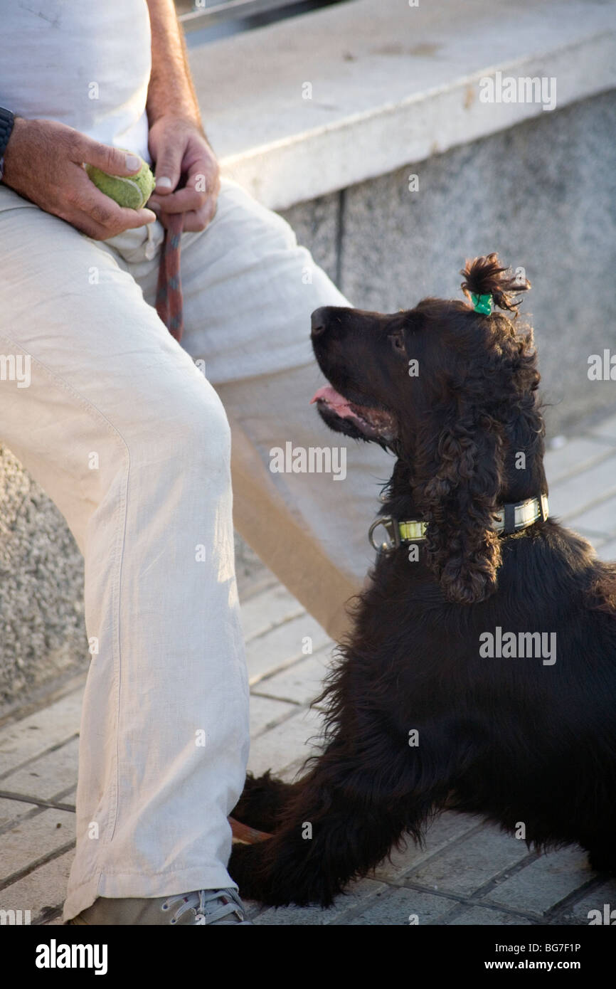 SPANIEL, BALL, PET LIFE: A spaniel playing with owner and tennis ball Barcelona Spain Stock Photo