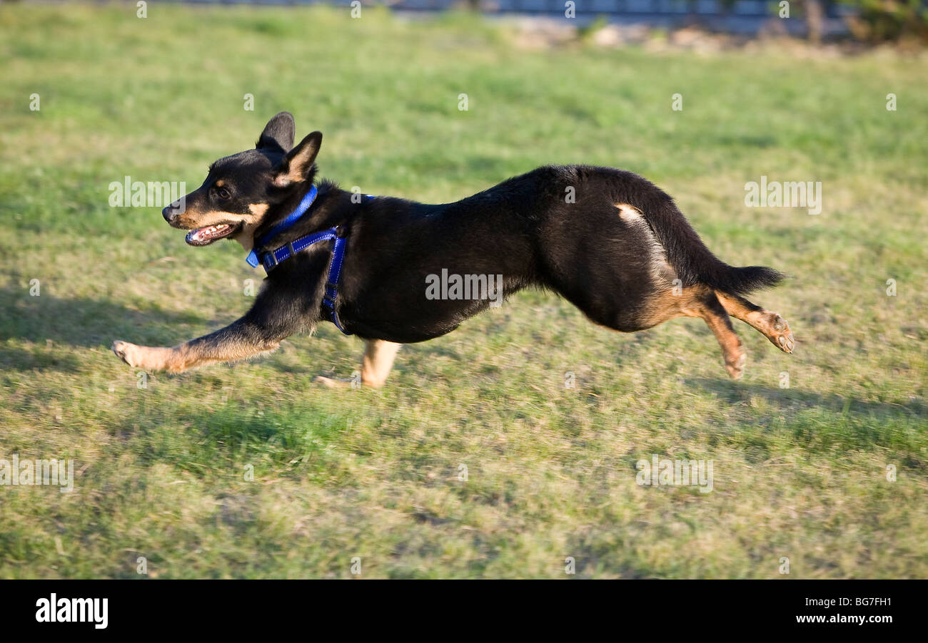 Australain Kelpie dog in motion Stock Photo Alamy