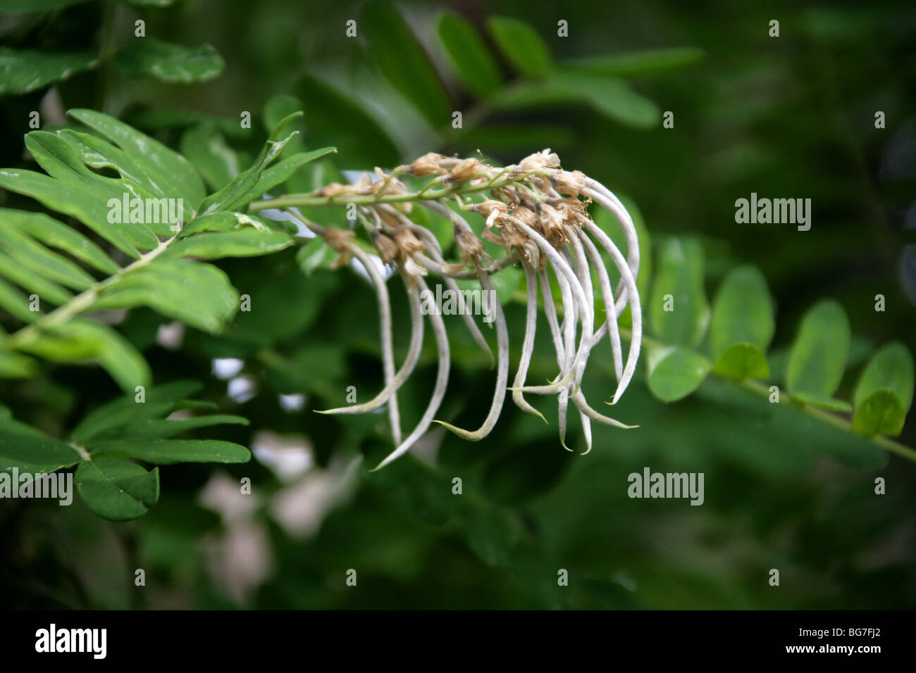 Seed Pods of Sophora velutina zimbabweensis, Fabaceae, Zimbabwe, East Africa. Sophora sp. are sometimes called necklacepod. Stock Photo