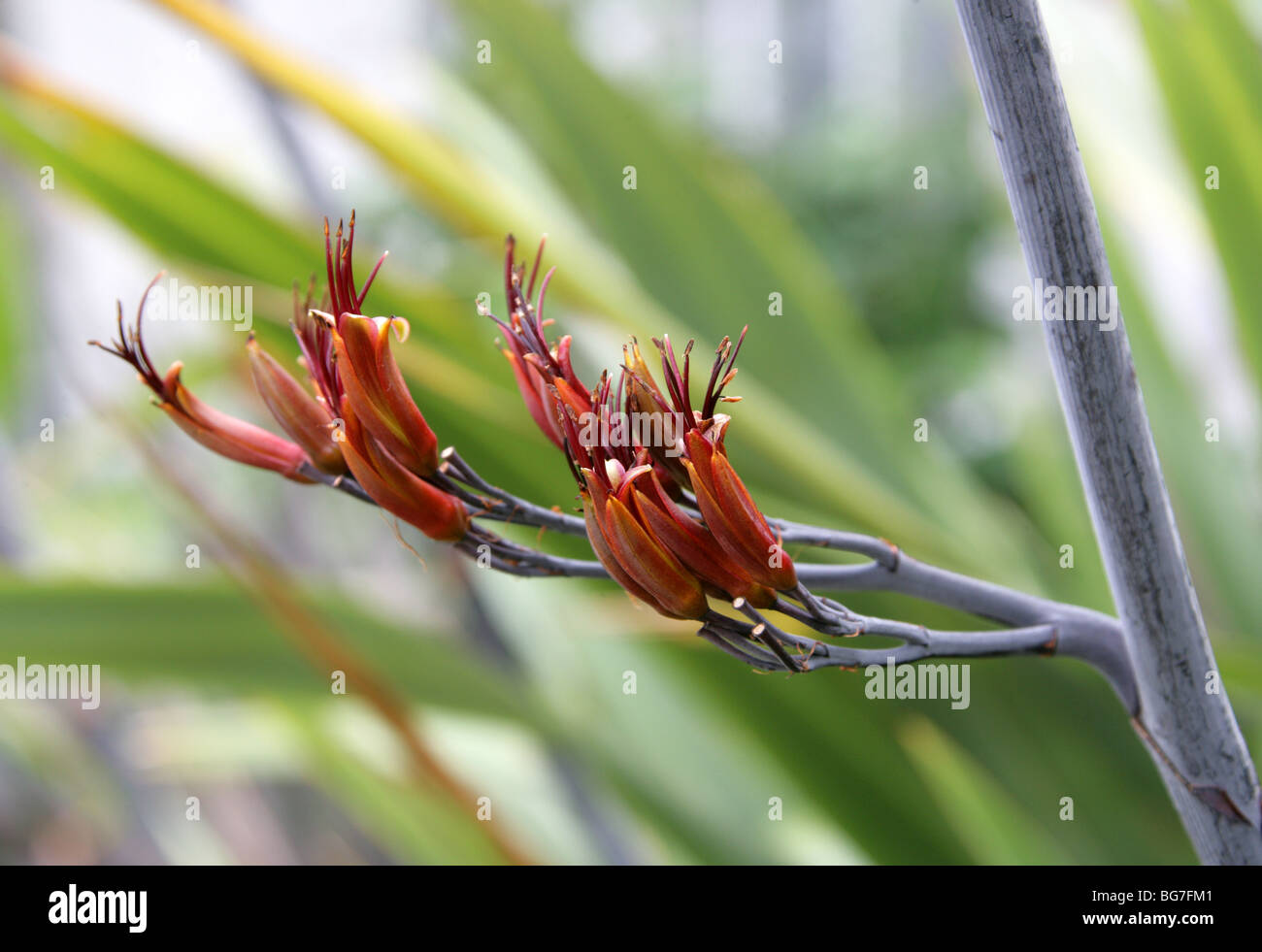 New Zealand Flax, Phormium tenax, Hemerocallidaceae, Agavaceae. Stock Photo