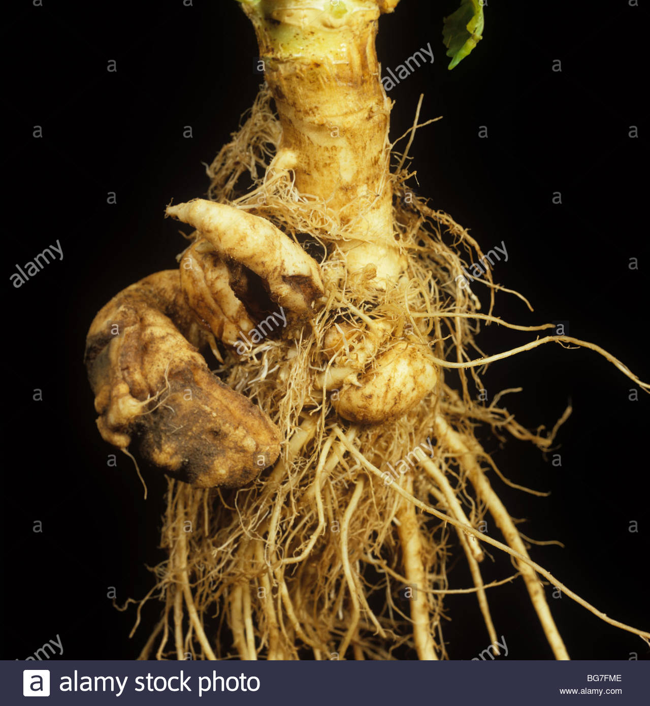 Cabbage With Roots Stock Photos & Cabbage With Roots Stock Images Alamy