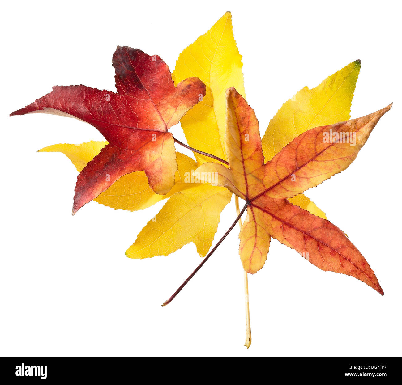 Fall leaves on white Stock Photo