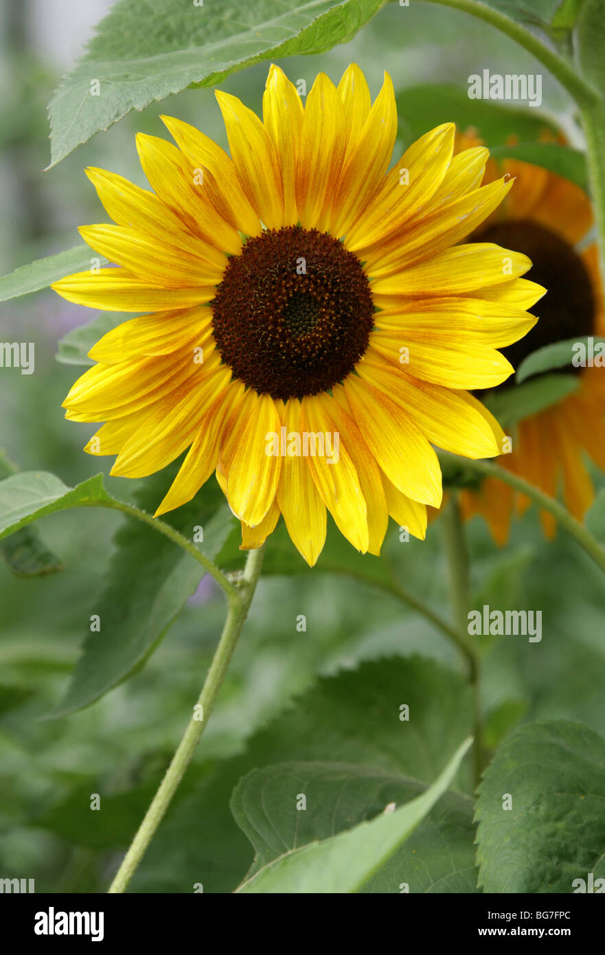 Sunflower, Helianthus annuus, Heliantheae, Helianthoideae, Asteraceae Stock Photo