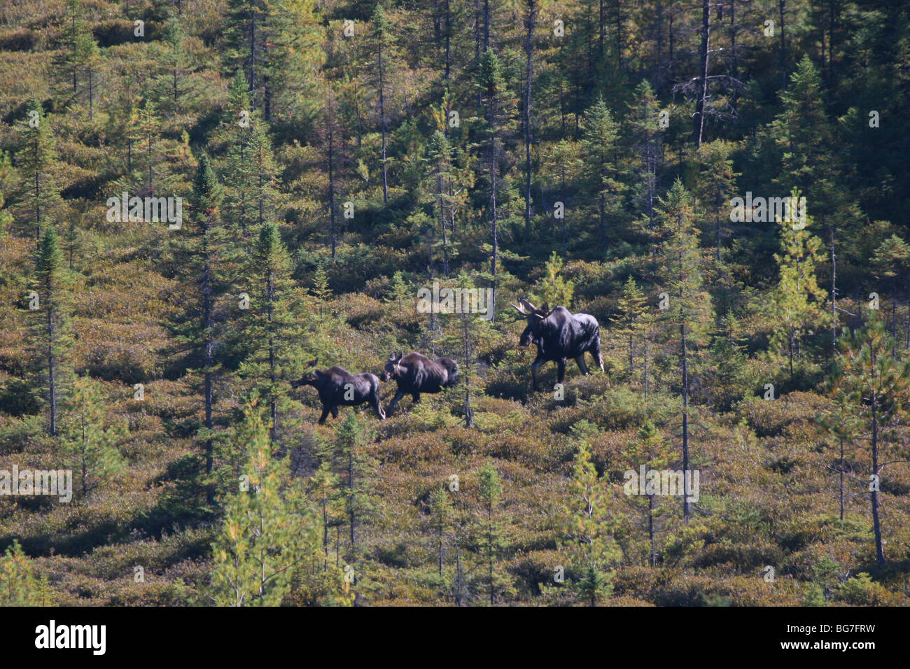 Moose, Alces alces, walking through Algonquin Provincial Park, Ontario, Canada. Two juveniles and a sub-adult male are present. Stock Photo