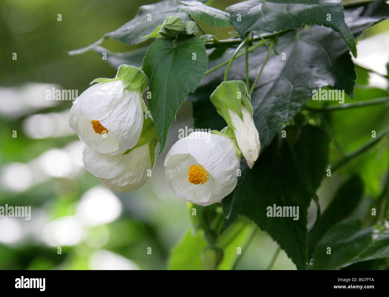 Abutilon, Chinese Bell Flower, Chinese Lantern, Mallow or Indian Mallow, Abutilon 'Boule de Neige', Malvaceae. China, Asia Stock Photo