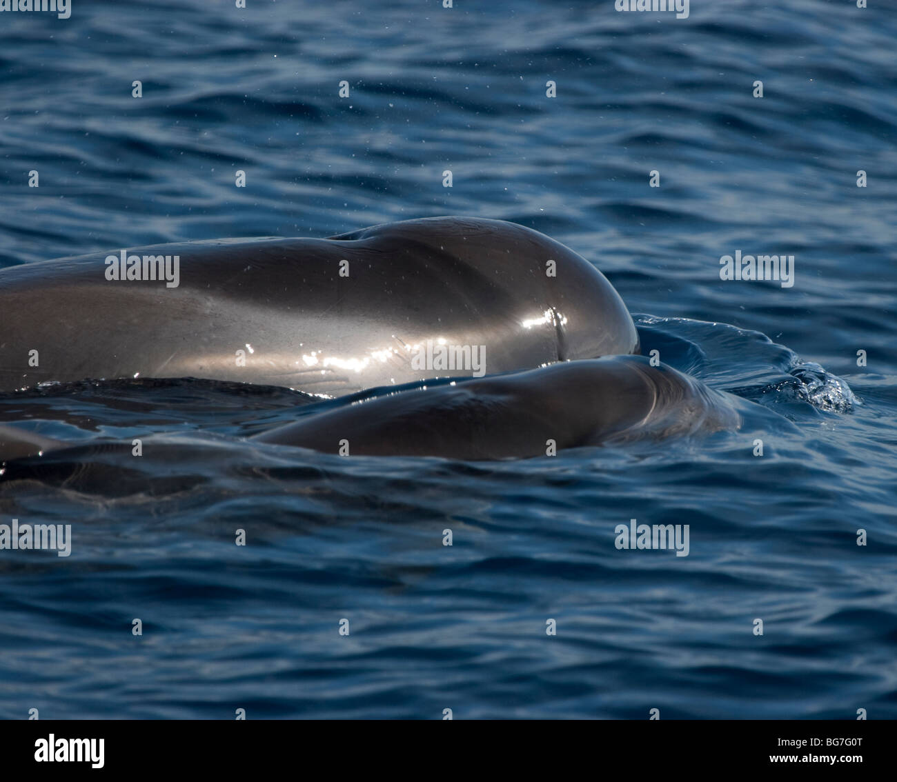 Short Finned Pilot Whale Globicephala Macrorhynchus Swimming Off