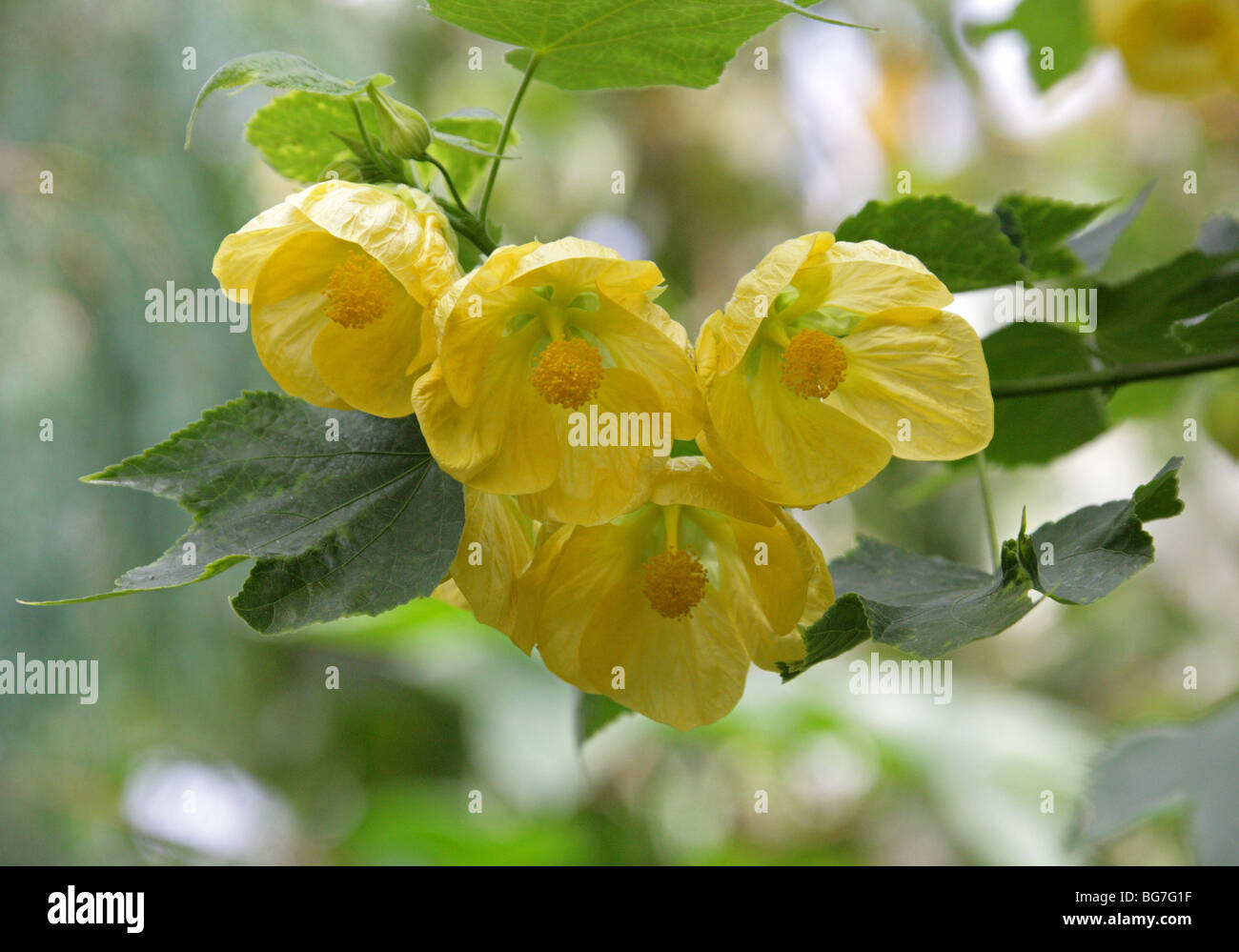 Abutilon, Flowering Maple, Chinese Bell Flower, Chinese Lantern, Abutilon 'Moonchimes', Malvaceae.  China, Asia. Stock Photo