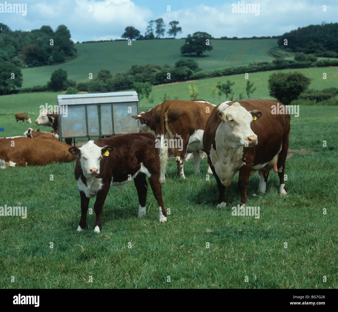 Hereford cow and calf on summer pasture with others, Herefordshire Stock Photo