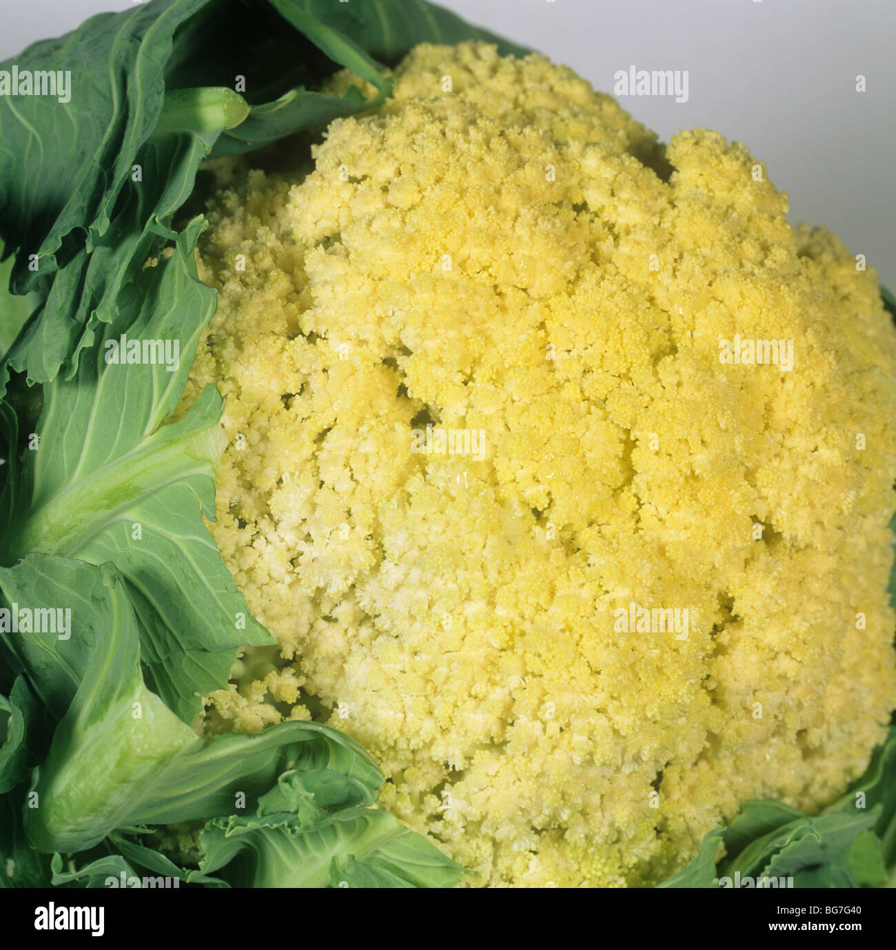 Curd defect with open florets on a harvested cauliflower head Stock Photo
