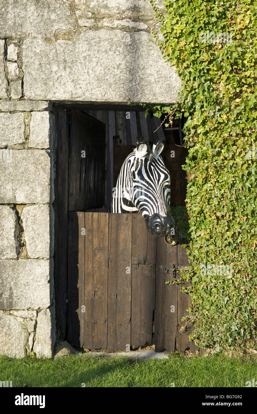 Life size plastic model of zebra looking out from stable in farmhouse