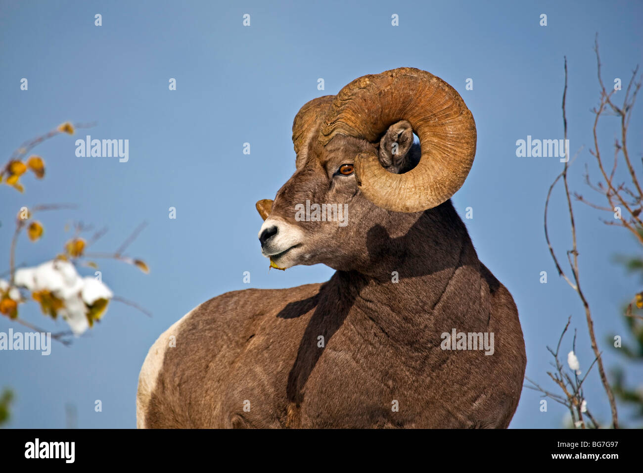 Ram horns hi-res stock photography and images - Alamy