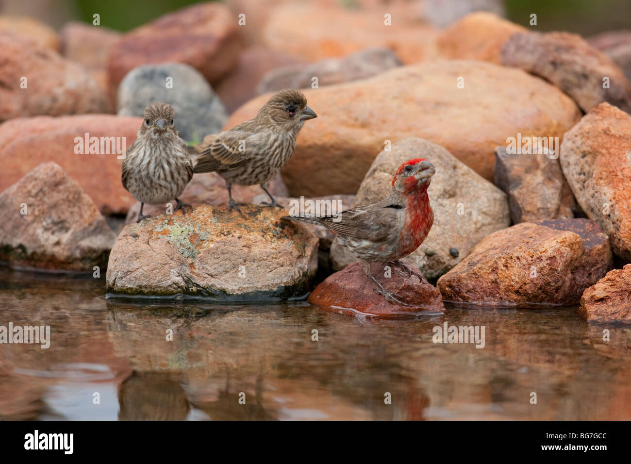 House Finch (Carpodacus mexicanus frontalis), father with two juveniles. Stock Photo