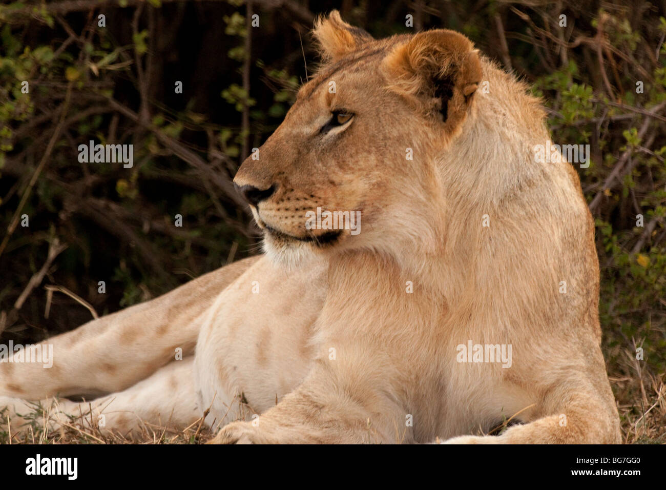 masai mara reserve Kenya lion national game Africa Stock Photo - Alamy