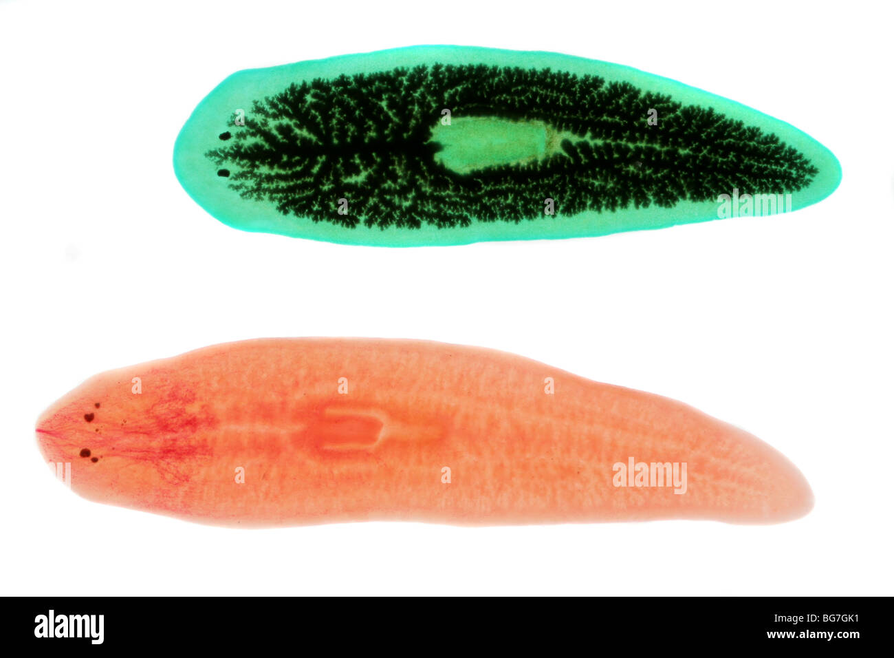 Flatworms, Dugesia (Planaria) species, one fed with carbon to reveal its digestive tract. Stock Photo