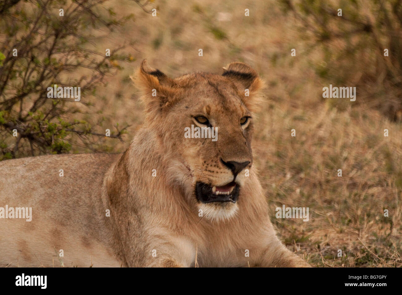 masai mara reserve Kenya lion national game Africa Stock Photo - Alamy