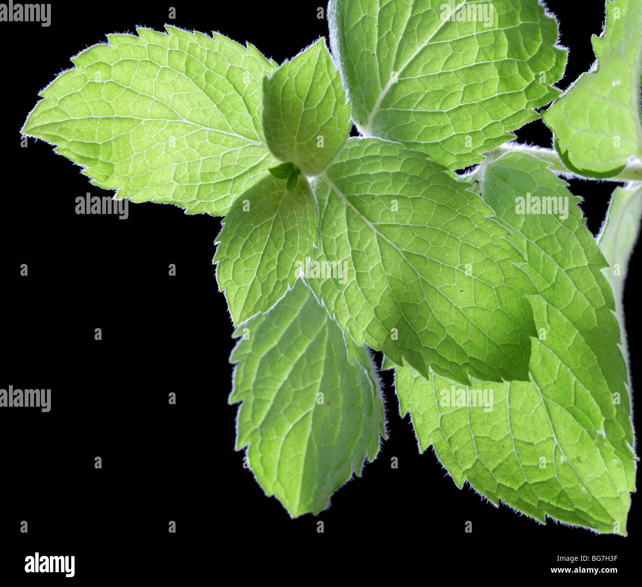 Mint leaves on a black background. Stock Photo